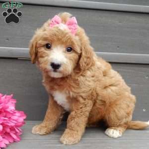 Lucy, Mini Goldendoodle Puppy